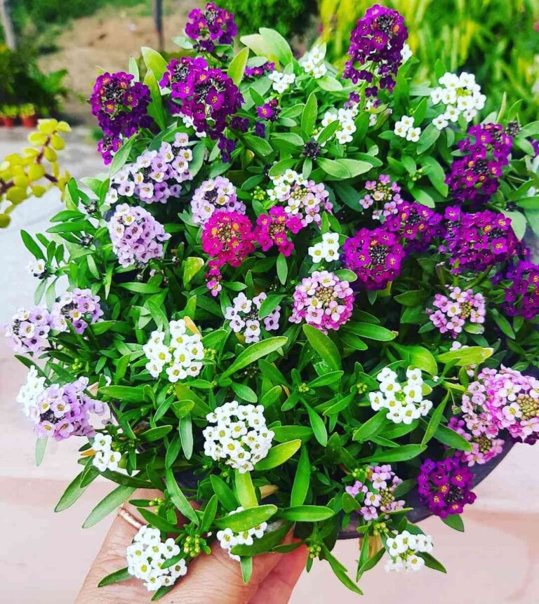 Imported Alyssum Mix 30+ Seeds