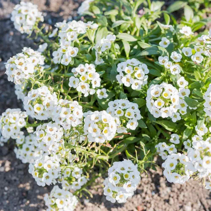 Imported Alyssum White 30+ Seeds