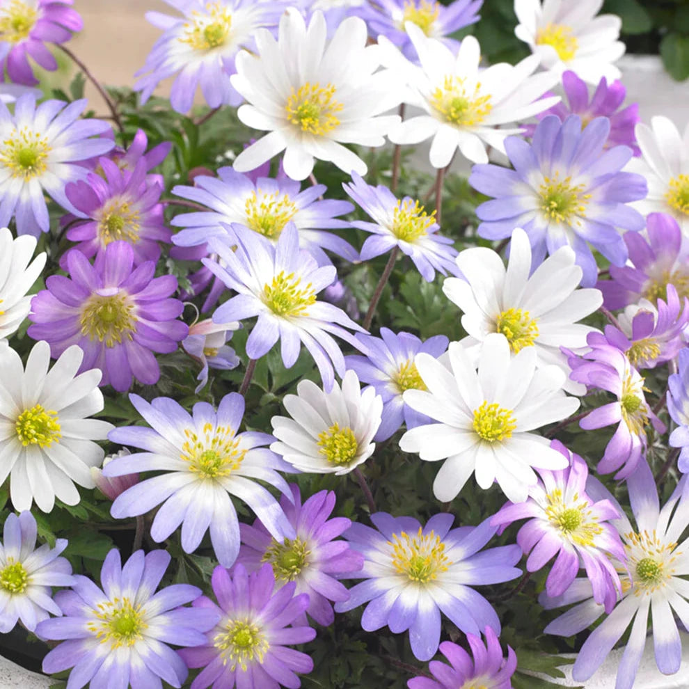 Anemone Blanda Mixed (Windflowers)