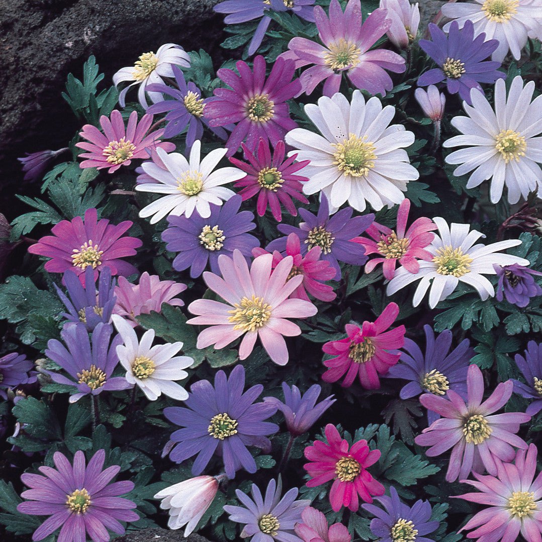 Anemone Blanda Mixed (Windflowers)