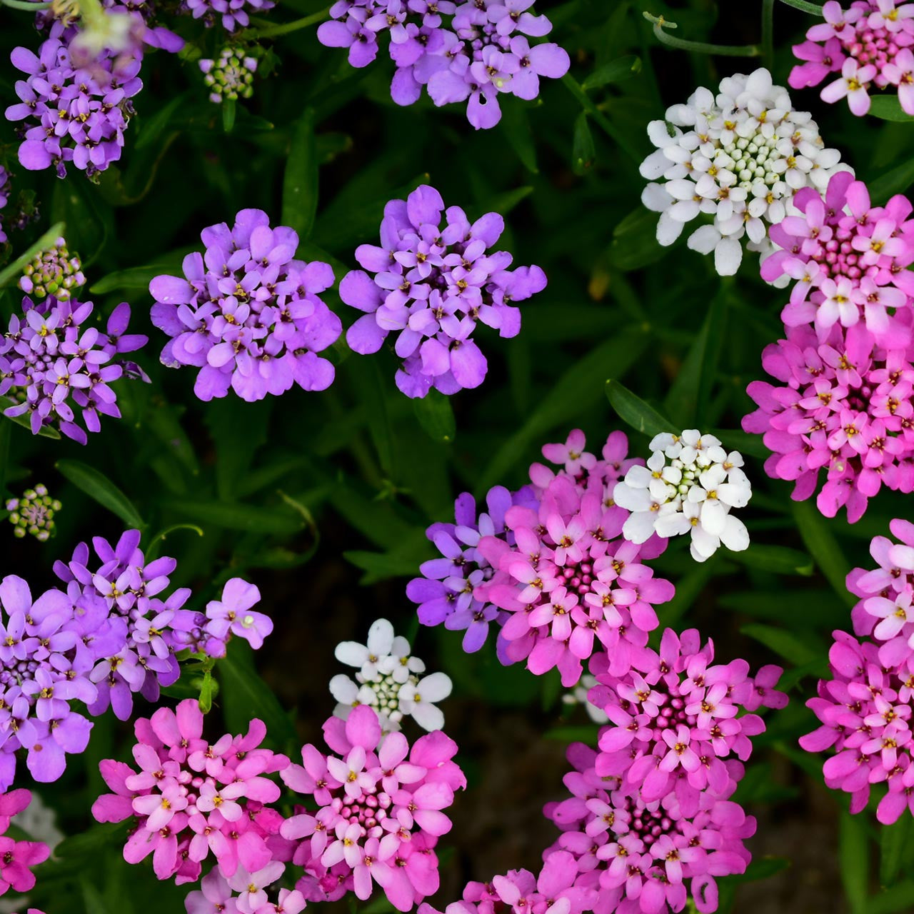 Candytuft Fairy Mix (کینڈی فیری مکس) 20+ Seeds