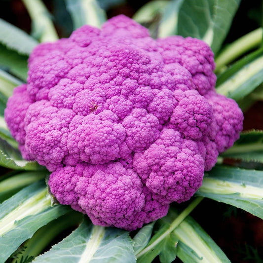 Purple Cauliflower (پرپل گوبھی) 20 Seeds