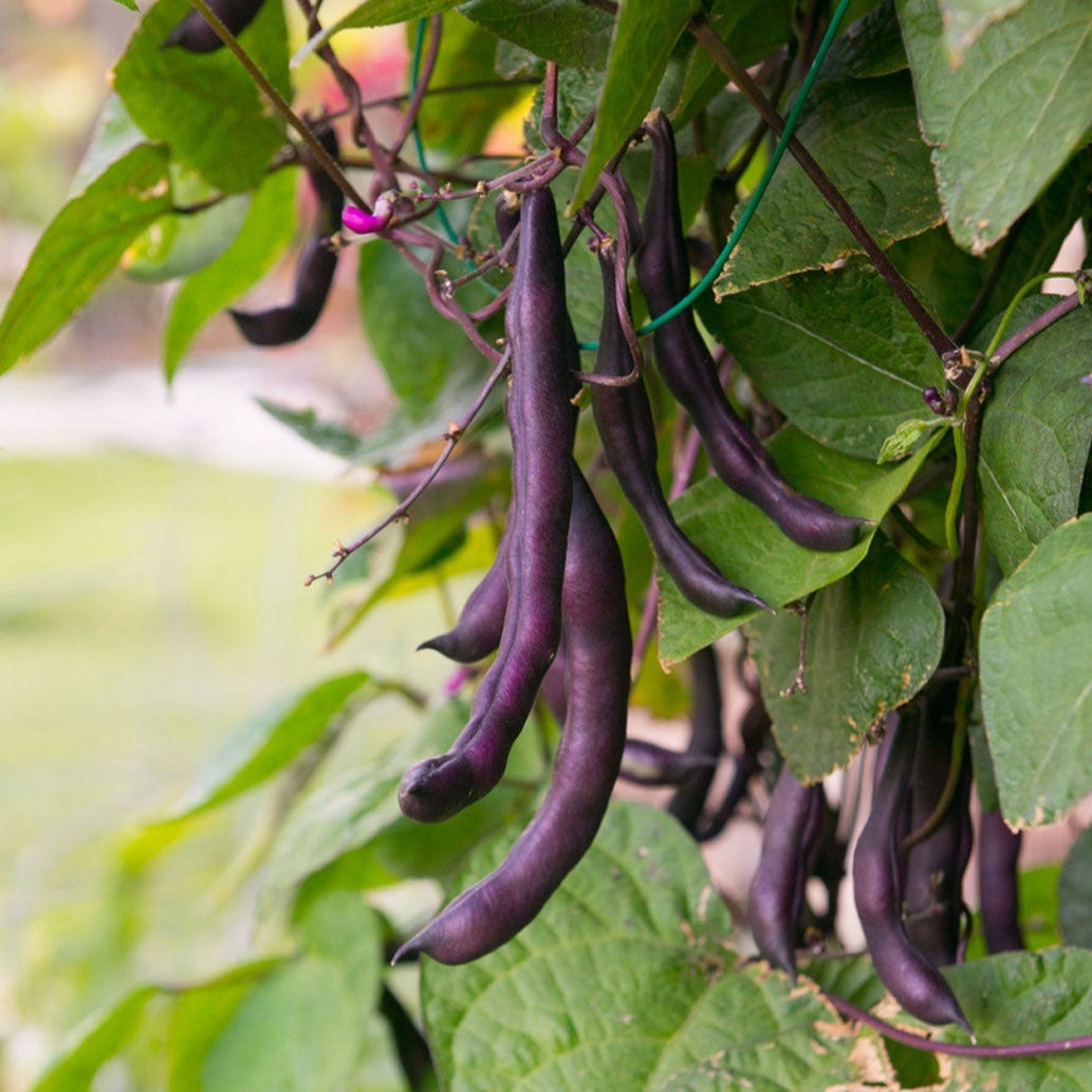 Purple Pole Bean (پرپل پول بین) 10 Seeds