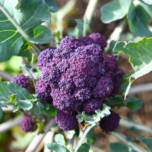 Imported Purple Broccoli 20 Seeds