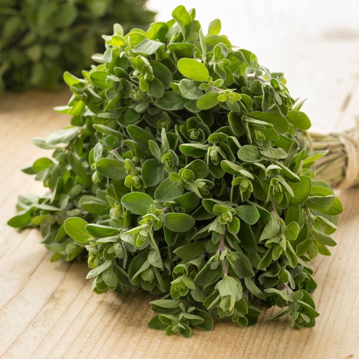 Imported Sweet Marjoram 50+ Seeds