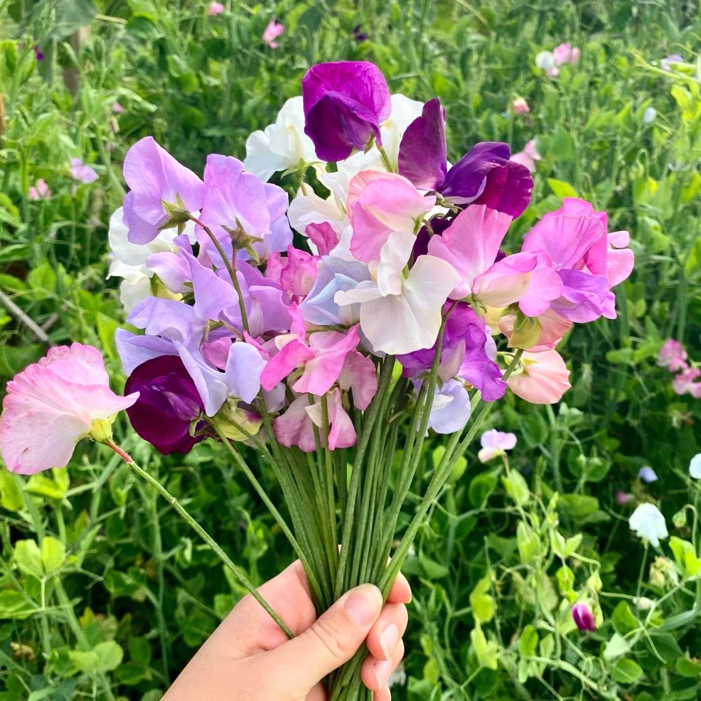 Imported Sweet Peas Dwarf 15 Seeds