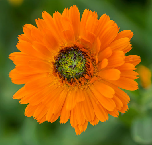 Calendula Pink Green Heart (پوٹ میری گولڈ) 20+ Seeds