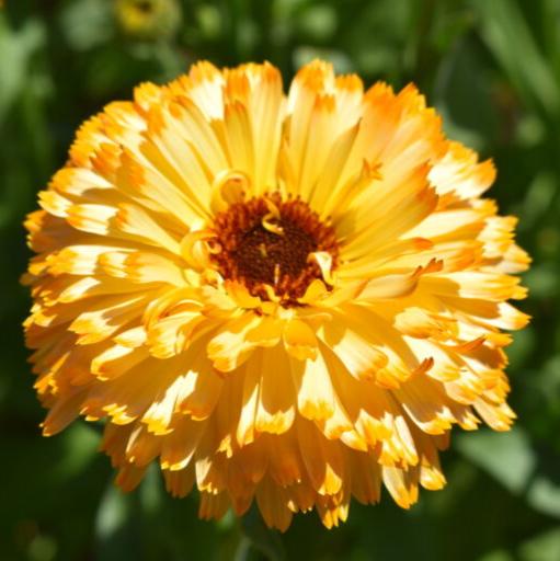 Calendula Apricot (پوٹ میری گولڈ) 20+ Seeds