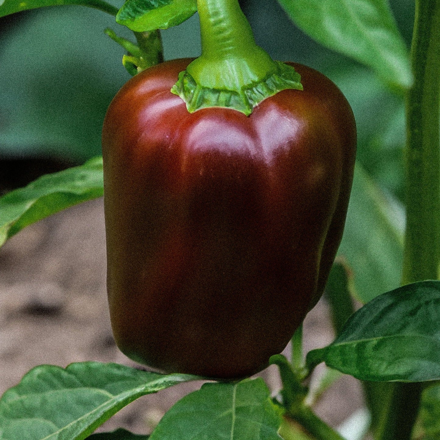 Chocolate Capsicum (چاکلیٹ شملہ) 10 Seeds