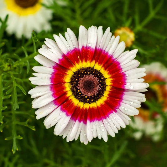 Chrysanthemum Rainbow (گل دائودی رینبو ) 20+ Seeds