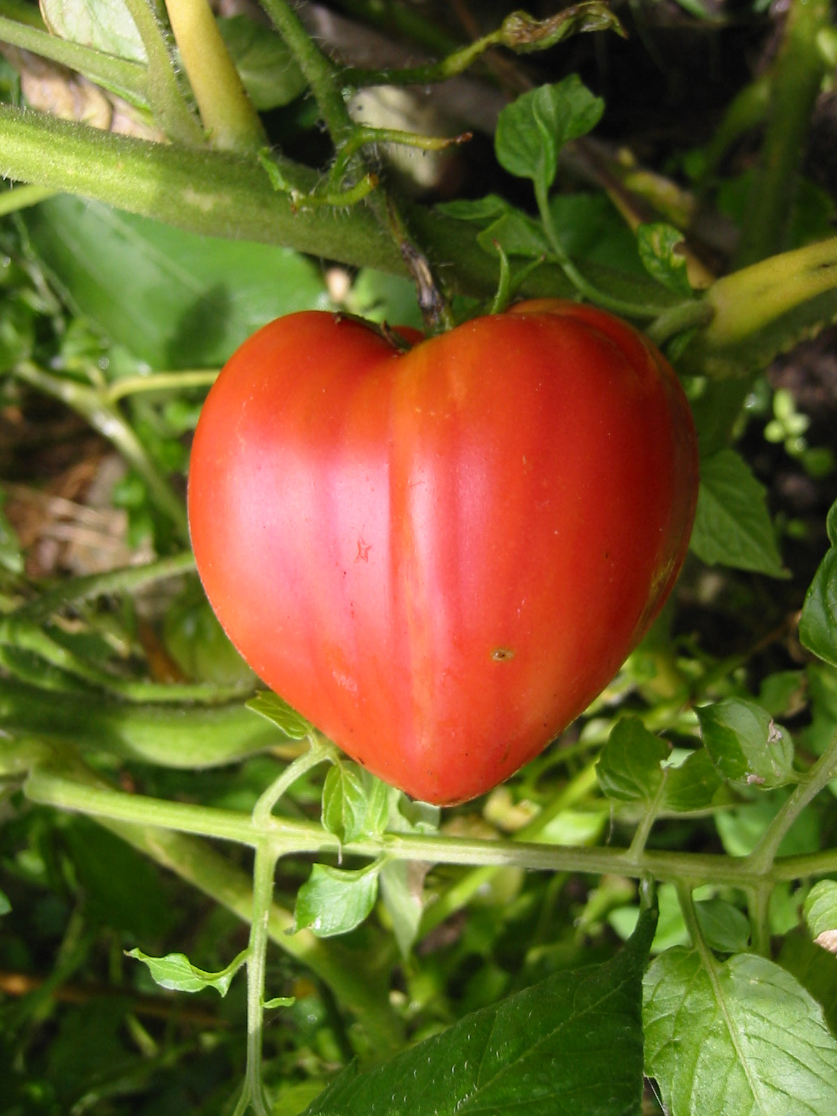 Hortus Pomodoro Cour Di Bue Tomatoes