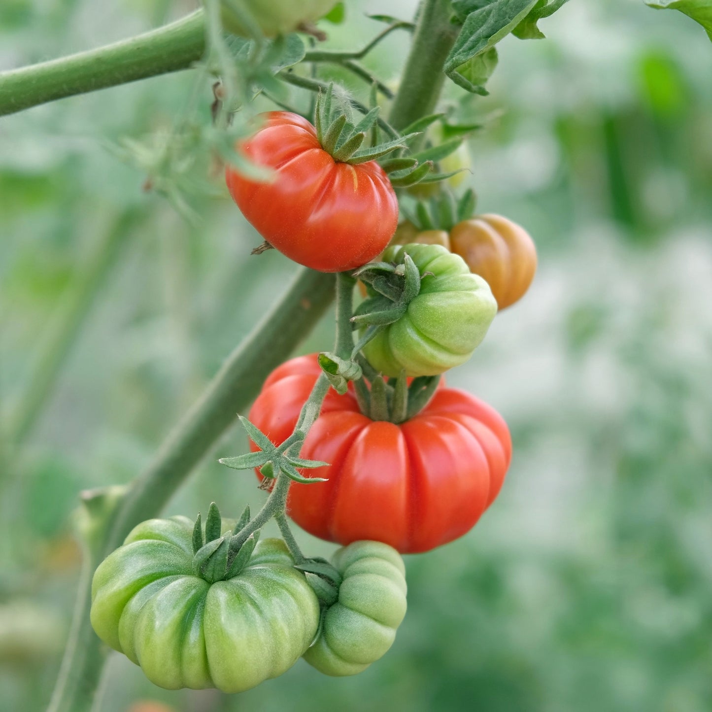 Hortus Pomodoro Costoluto Tomatoes 2gm