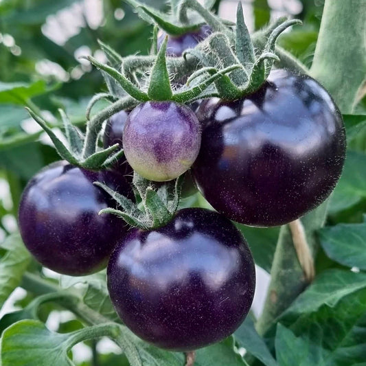 Black Cherry Tomatoes (بلیک چیری ٹماٹر) 10 Seeds