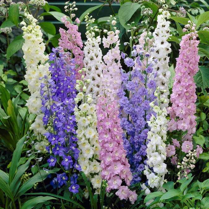 Larkspur (لارکس پر) 20+ Seeds