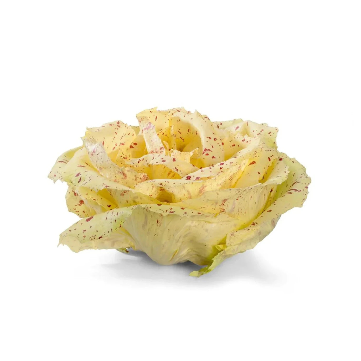 Yellow Chicory Lettuce (ییلو چکوری سلاد) 70+ Seeds