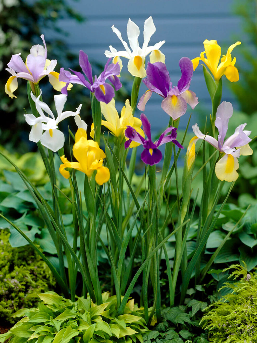 Dutch Iris Mixed