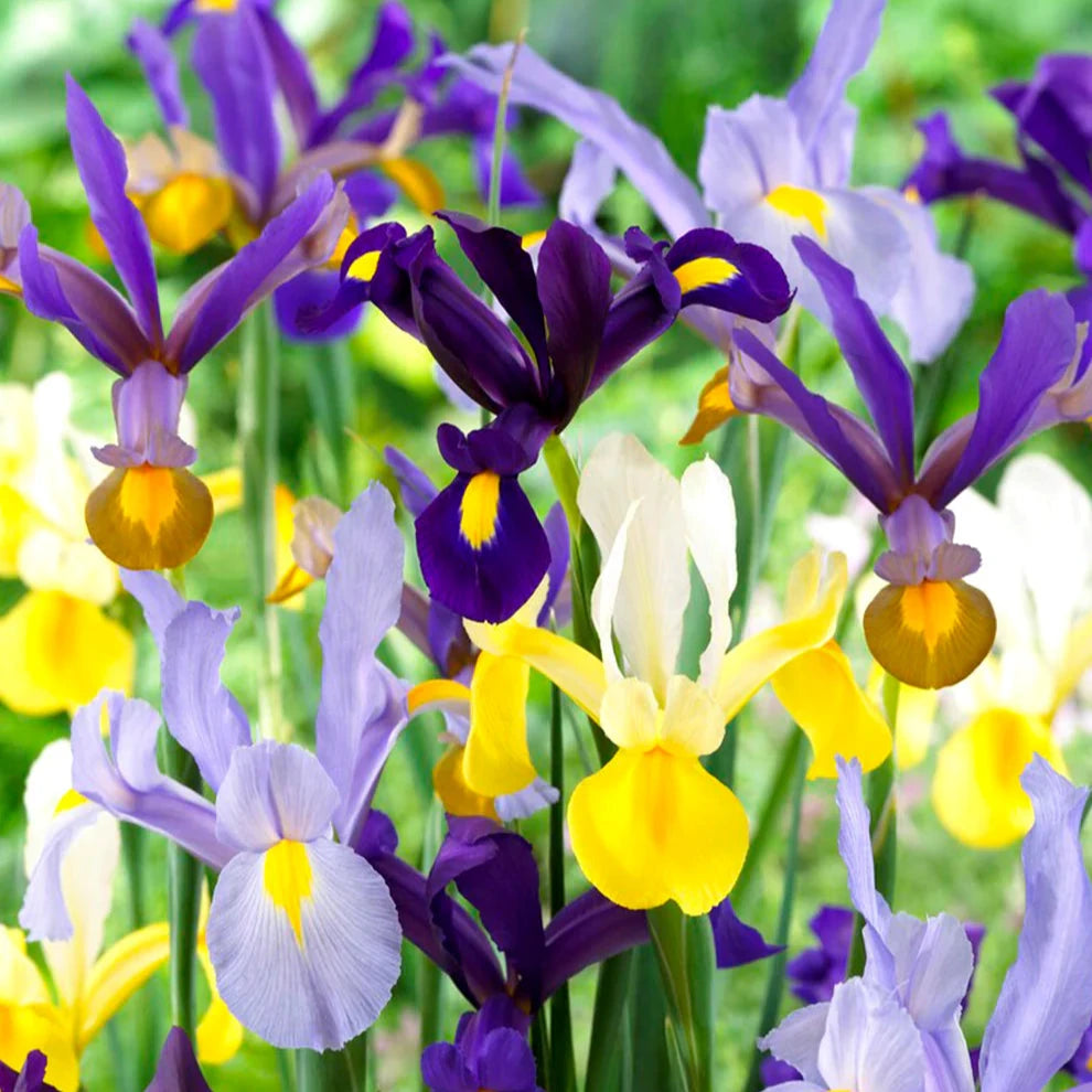 Dutch Iris Mixed