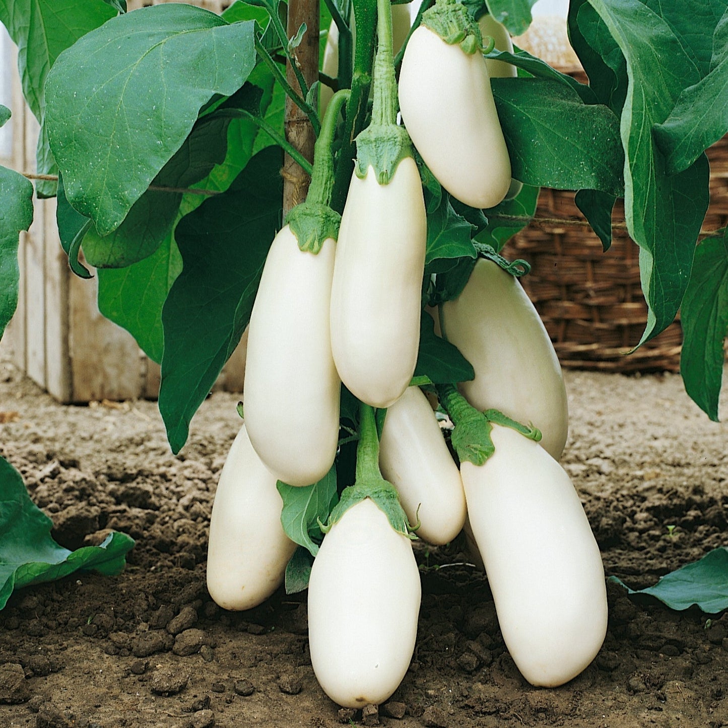 F1 Hybrid Eggplant Bottle (لمبا سفید بینگن) 20 Seeds