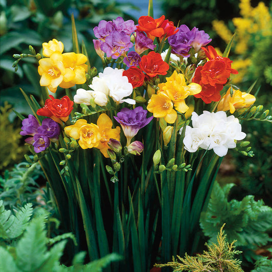 Freesia Mix