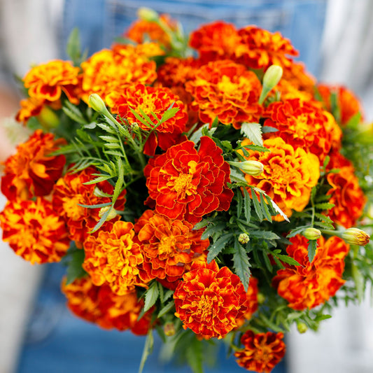 French Marigold (فرینچ میری گولڈ) 20+ Seeds