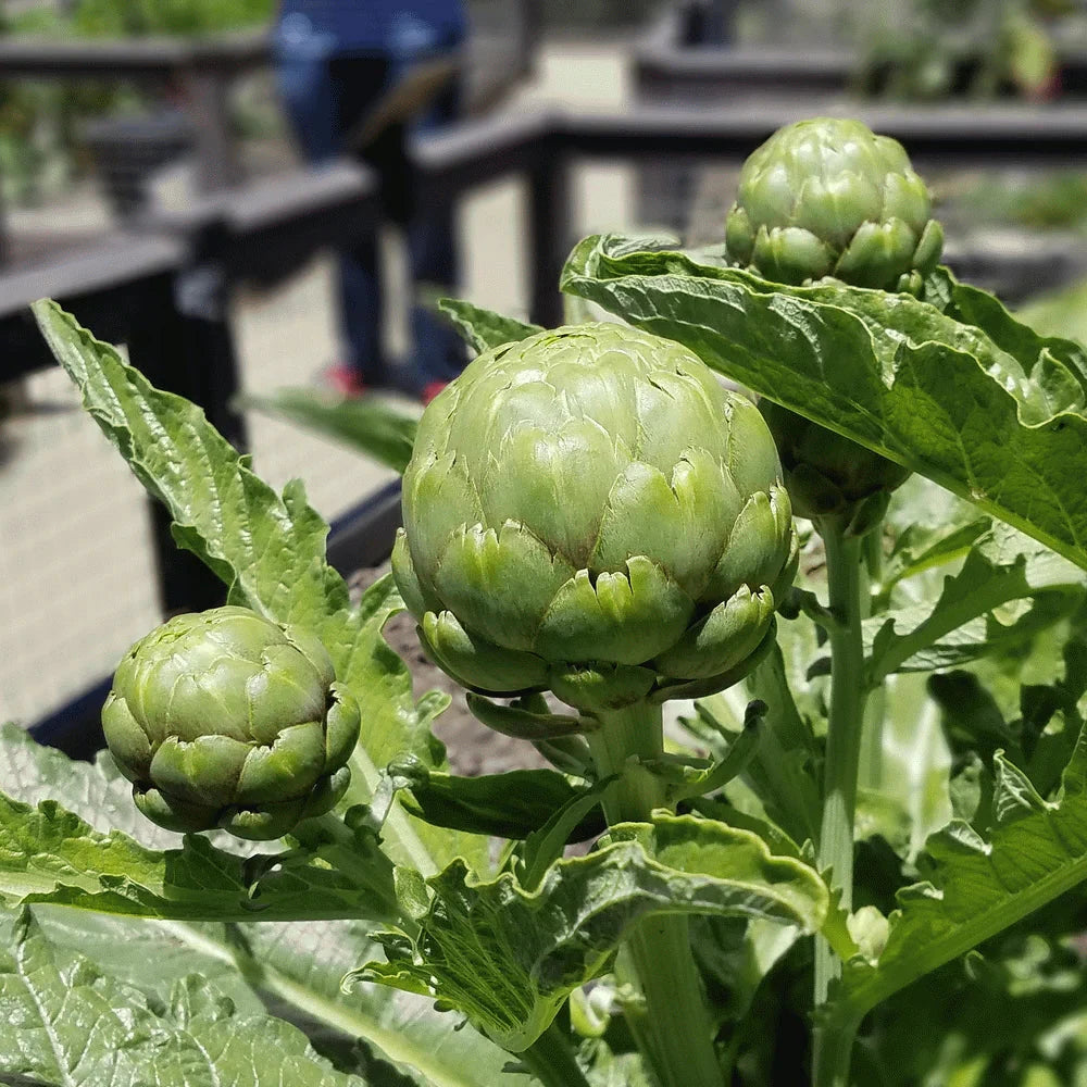 Artichoke (آرٹی چوک) 10 Seeds