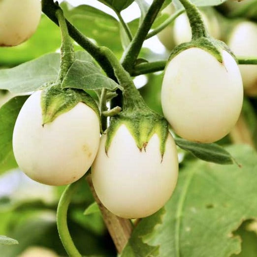 F1 Hybrid Eggplant Round (گول سفید بینگن) 20 Seeds