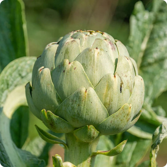 Artichoke (آرٹی چوک) 10 Seeds