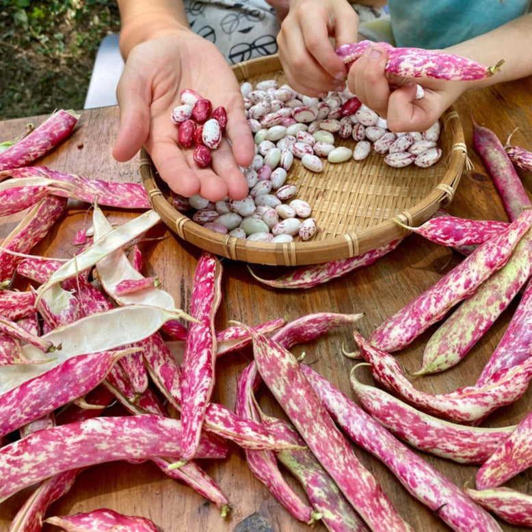 Red Pole Bean (ریڈ پول بین) 10 Seeds