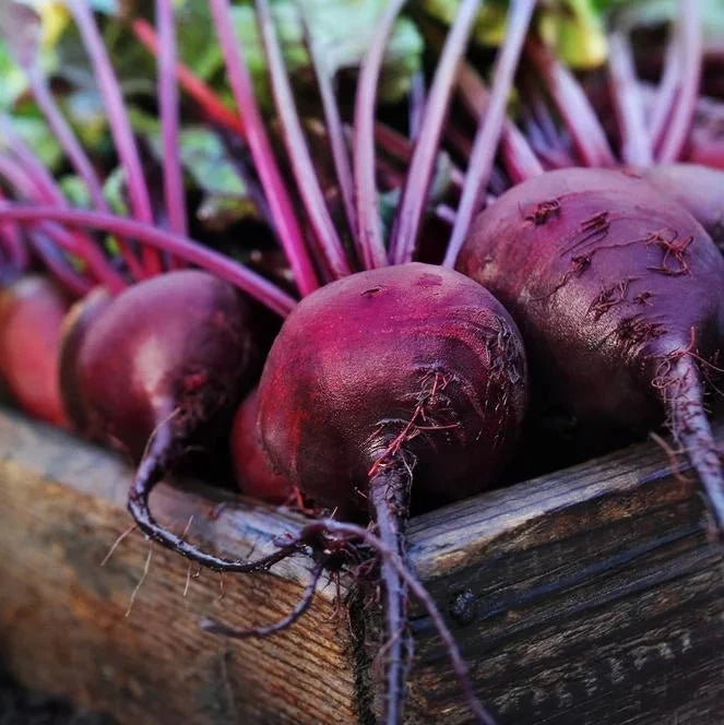 Beet Root (چقندر) 70+ Seeds