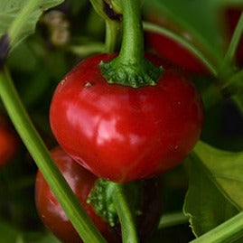 Peminto Peppers (پمینٹو پیپرز) 10 Seeds