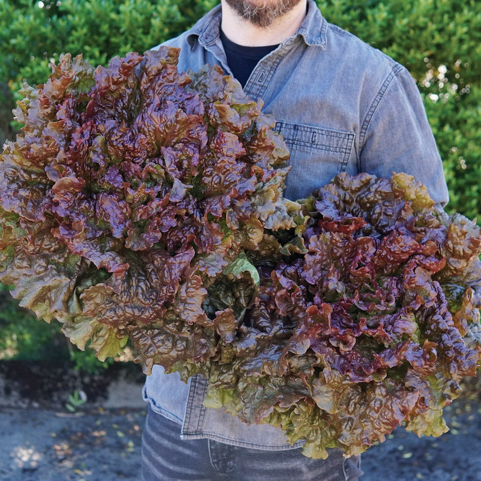 F1 Hybrid Red Lettuce (لال سلاد) 50+ Seeds