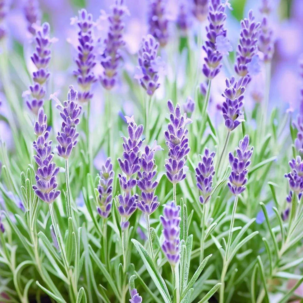 Imported Lavender 40+ Seeds