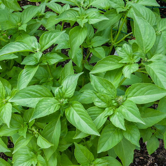 Lemon Basil (لیمن تلسی) 40+ Seeds