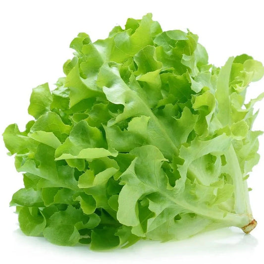 Barba Lettuce (باربا سلاد) 50+ Seeds