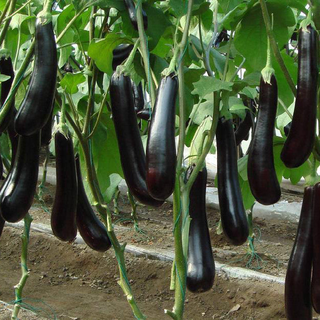 F1 Hybrid Bottle Brinjal (لمبا بینگن) 25 Seeds