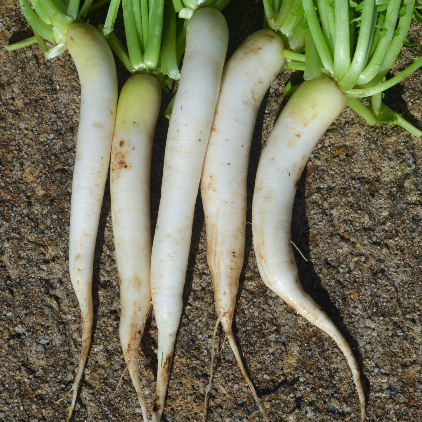 White Radish (سفید مولی) 100+ Seeds