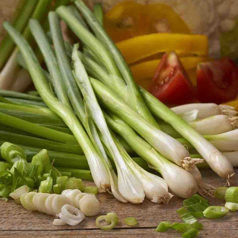 Spring Lisbon Onion (سپرینگ پیاز) 40+ Seeds