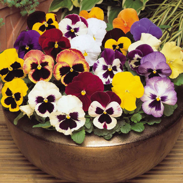 Imported Pensy Mix (Viola) 30+ Seeds