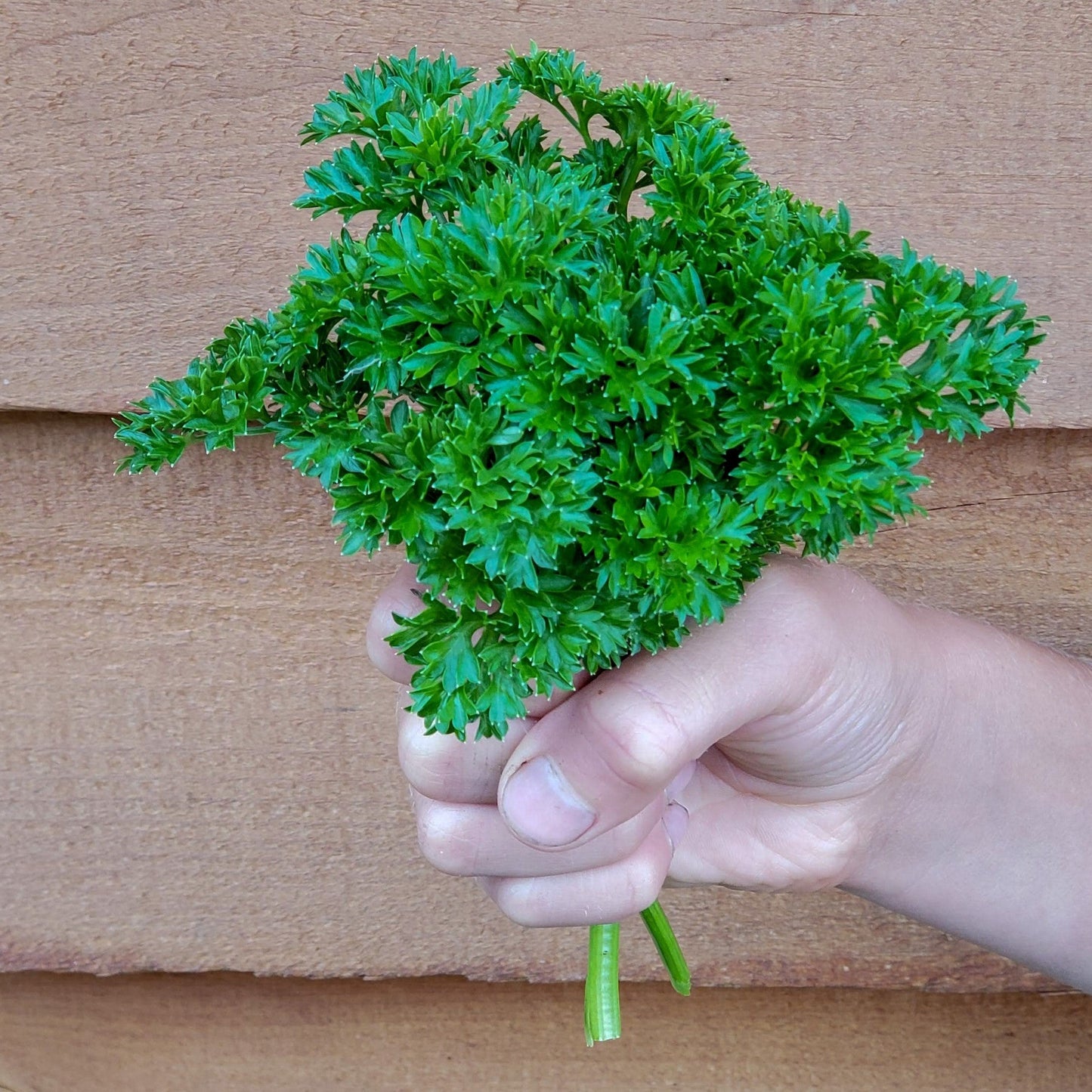 Parsley Curled ( کرلی پارسلے) 100+ Seeds