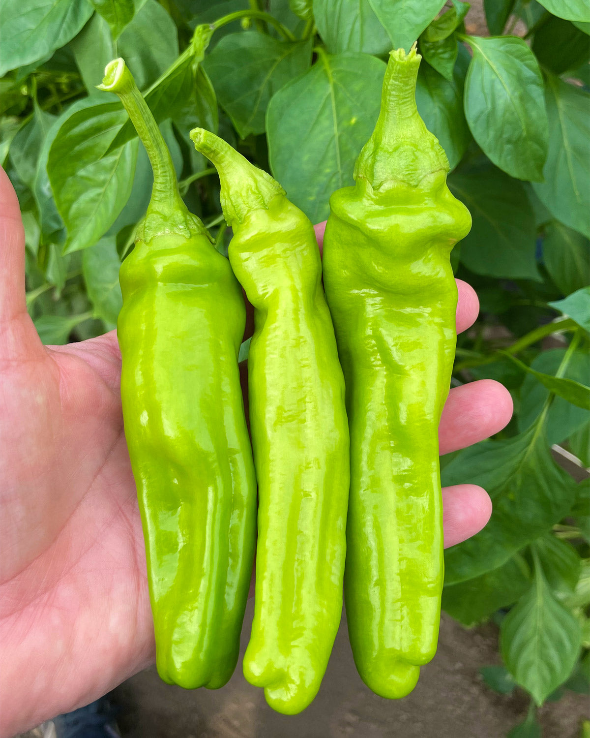 Hortus Peperone Friggitello Peppers 2.5gm