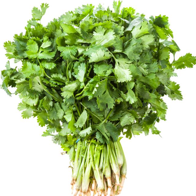 F1 Hybrid coriander (دھنیہ) 500+ Seeds