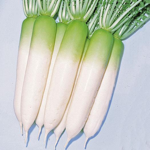 Green neck Radish (گرین  نک مولی) 100+ Seeds