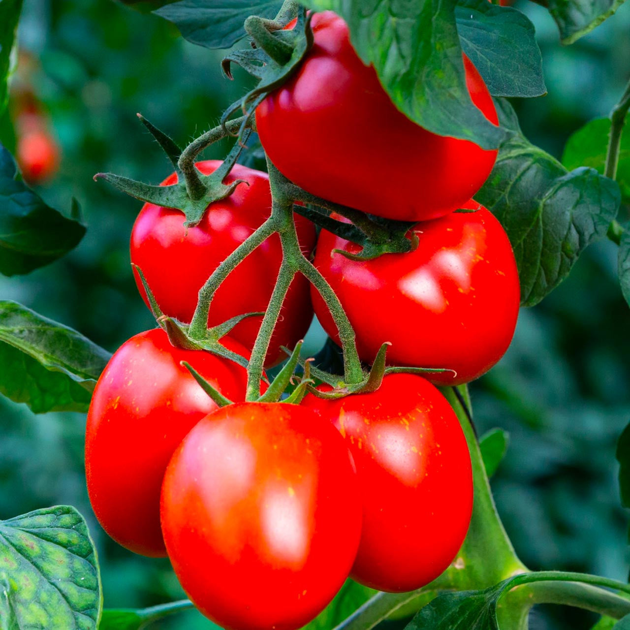 Hortus Pomodoro Rio Grande Tomatoes