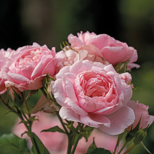 Imported Pink Rose (غلابی غلاب) 15 Seeds