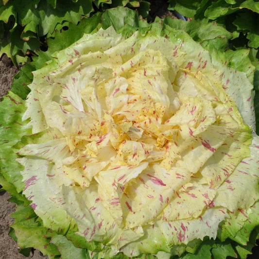 Yellow Chicory Lettuce (ییلو چکوری سلاد) 70+ Seeds