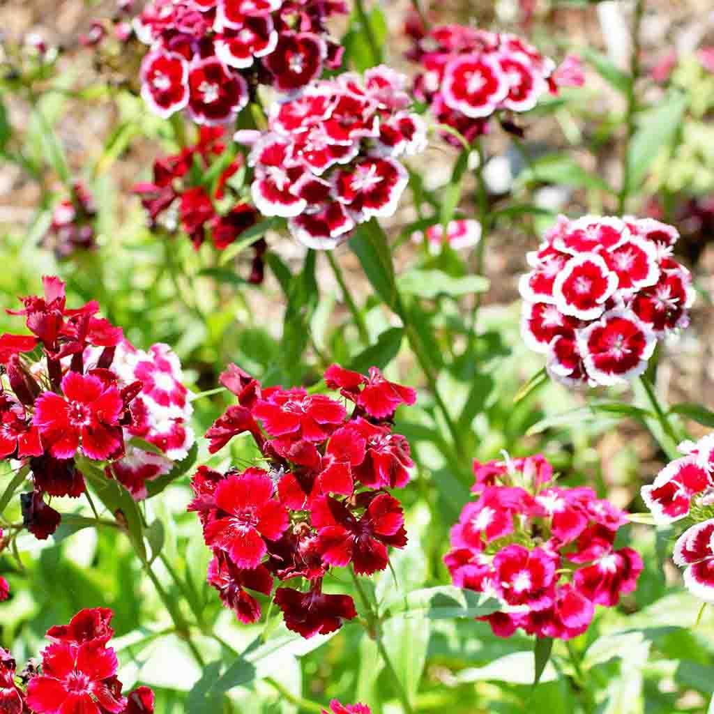 Dianthus Tall (ڈائنتھس ٹال) 20+ Seeds