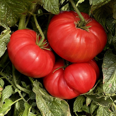 Pomodoro tomatoes (پوموڈورو ٹماٹر) 15 Seeds