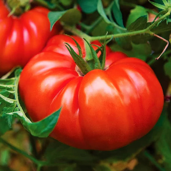 Pomodoro tomatoes (پوموڈورو ٹماٹر) 15 Seeds