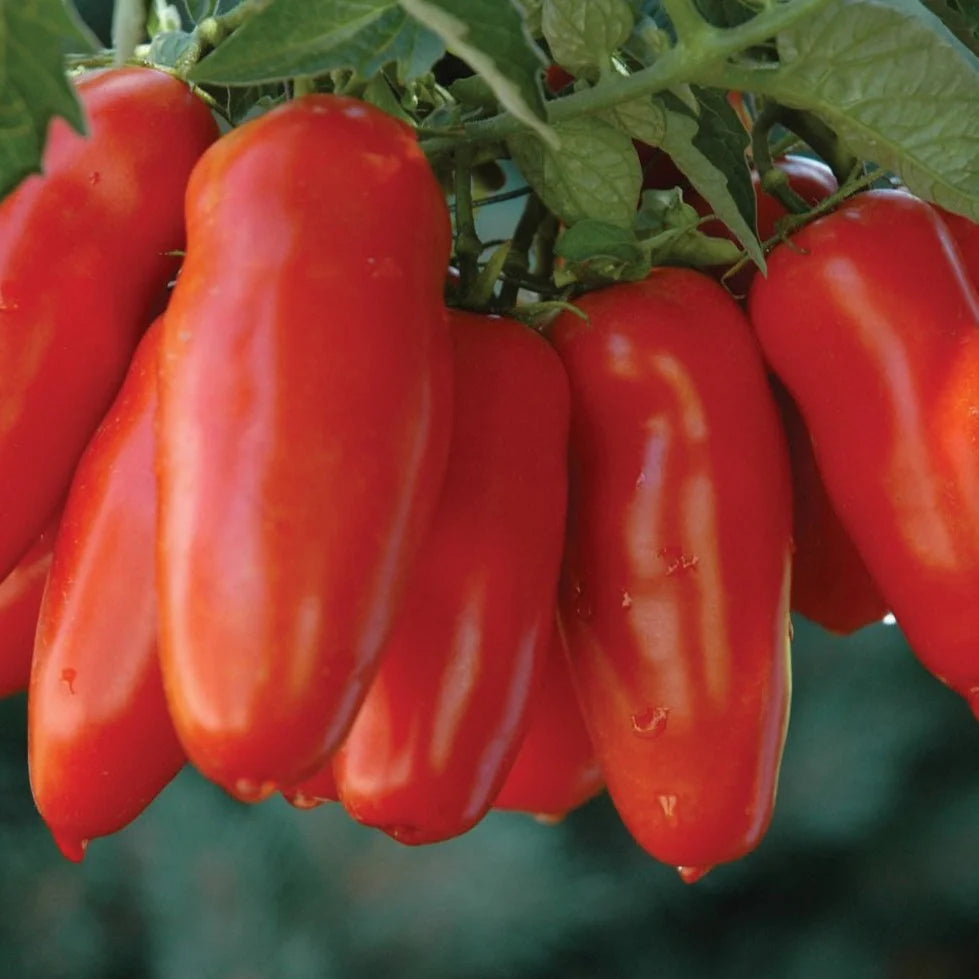 Hortus Pomodoro S.Marzano 3 Tomatoes