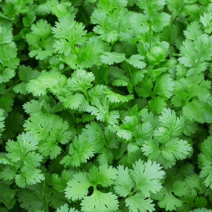 F1 Hybrid coriander (دھنیہ) 500+ Seeds